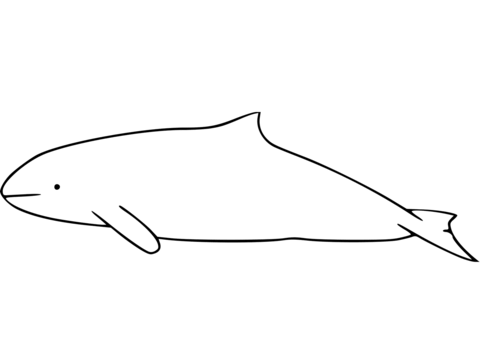 Heaviside'S Dolphin Coloring Page